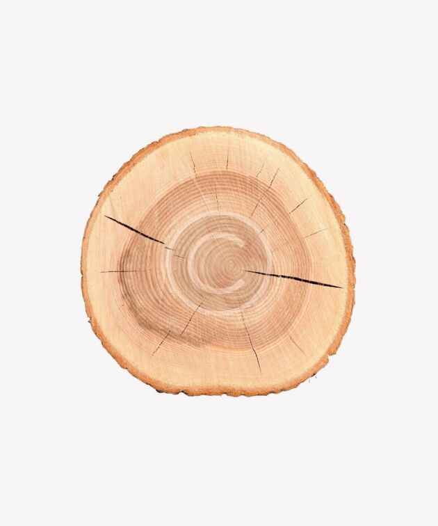 Light wood slice for crafts