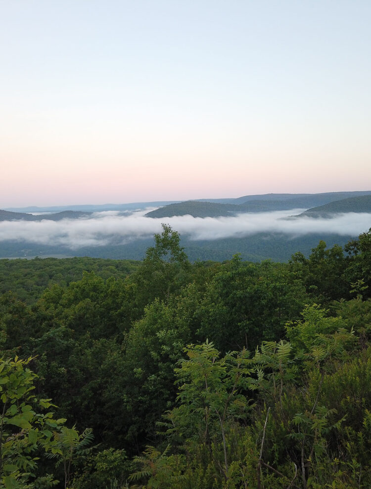 Well-managed American hardwood forest Well-managed American hardwood forest